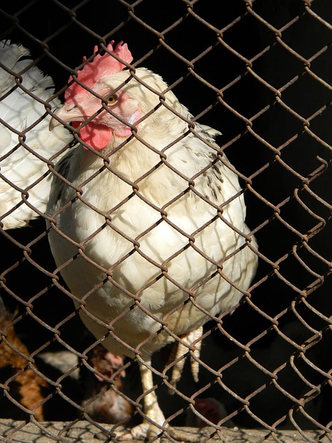 作为一个经 作为一个经