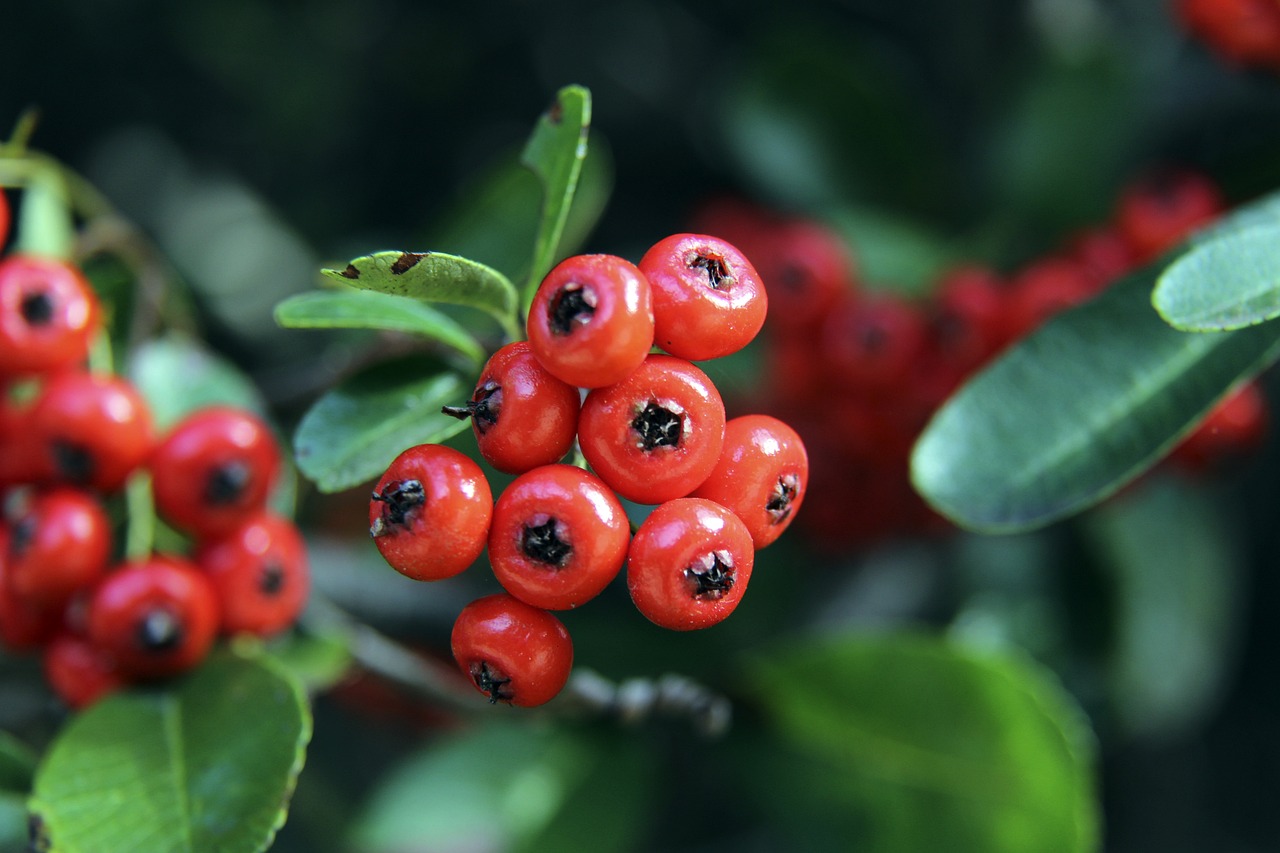 他多次破門 他多次破門